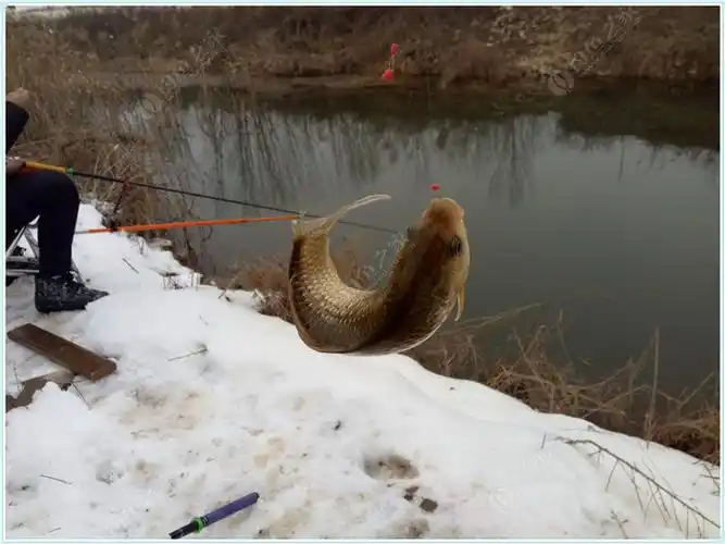 【原创首发】雪中鲫纷飞 - 钓鱼之家