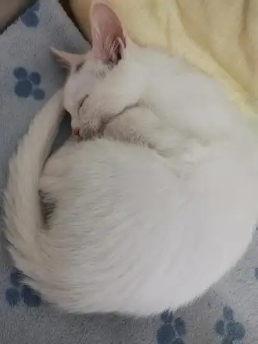 我又来了,这次是一团猫