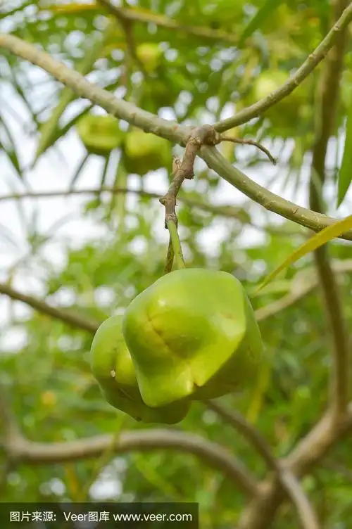 绿色夹竹桃水果