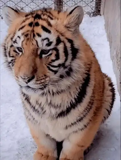 性格内向,害怕暴力的小老虎因太能吃遭饲养员排挤!_因为_缘故_动物园