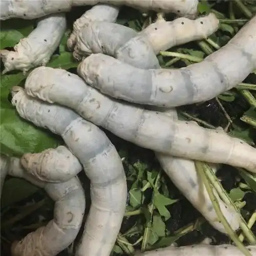 蚕宝宝活物学生养蚕套装观察镜蚕箱桑蚕家庭养小蚕活蚕吃桑叶新鲜