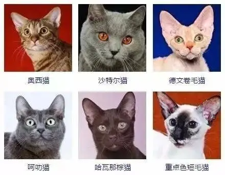 猫咪品种大全,有了它你会更懂猫!