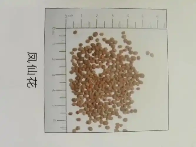 凤仙花种子图片