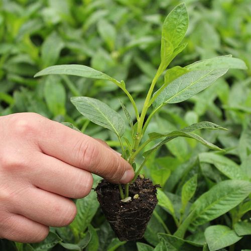 clcey人参果树苗人生果果树水果种子种籽孑苗四季食用南方盆栽秧果苗