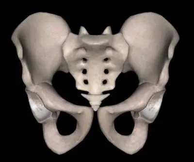 【骨骼】男性盆骨