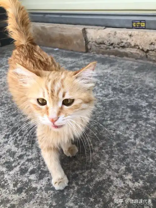 卖家说这是布偶和橘猫的串想问下这是串还是就是橘猫啊