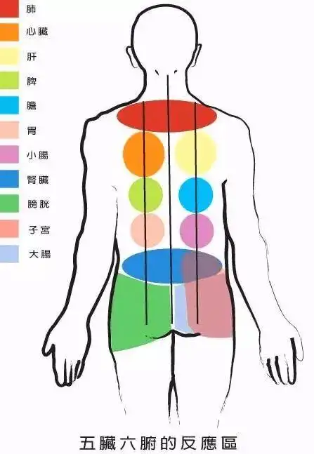 五脏六腑在背部的反应区:不但可以祛除身体的寒湿,毒素,还可以缓解