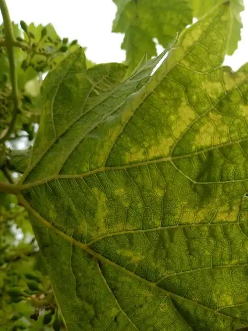 葡萄叶子是这样的,这是得了什么病?还是缺少什么微量元素?