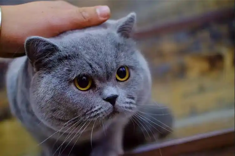 橘眼大包子脸英短蓝猫 骨架好毛色亮