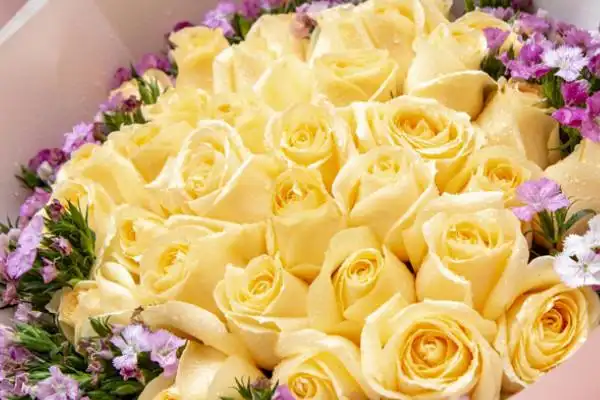 香槟玫瑰的花语是什么?(24朵香槟玫瑰的花语是什么?