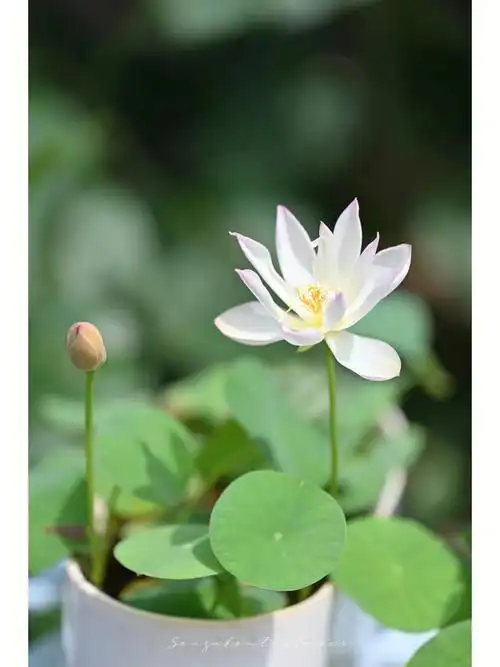 夏天的植物微型碗莲