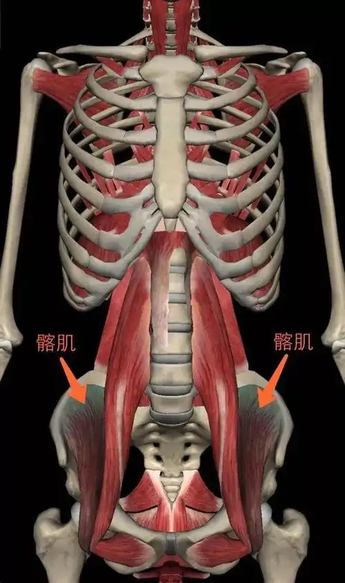 图中颜色较深的就是腰大肌来来来,让我们对自己的身体多一些