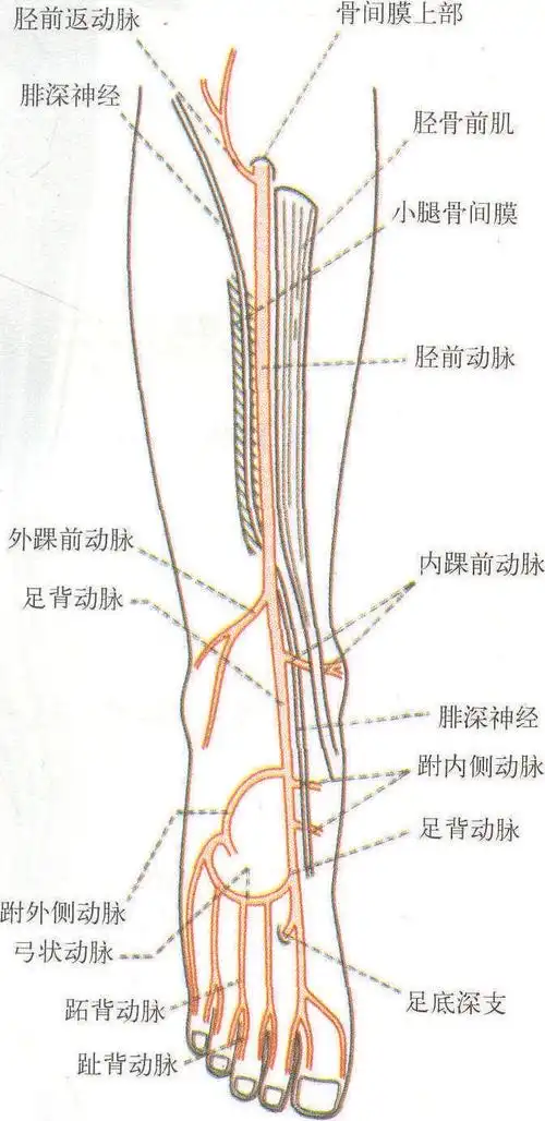 347小腿的动脉模式图前面