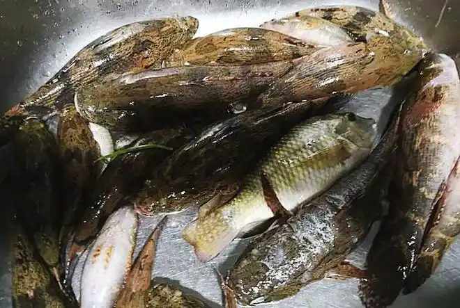 农村老家纯天然野生的"傻子鱼",肉肥鲜嫩!老乡:抓也不跑_网易订阅