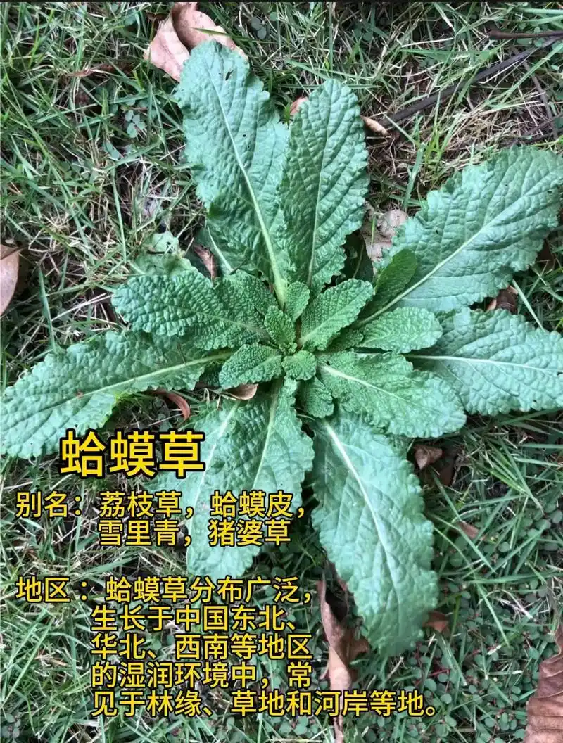 蛤蟆草 #蛤蟆 - 抖音