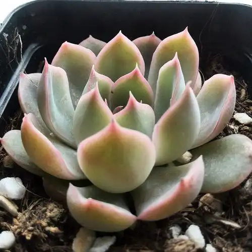 多肉植物 粉红女郎 4-6cm 进口多肉植物批发 室内净化空气 防辐射