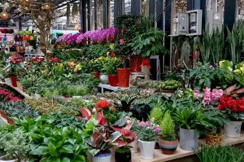 北京花乡花卉市场内姹紫嫣红,蝴蝶兰,大花蕙兰,凤梨,红掌,仙客来等