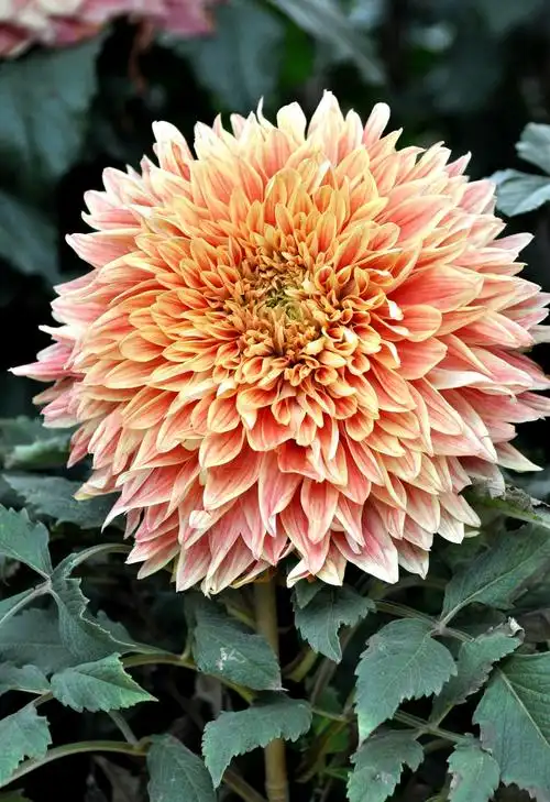 富贵漂亮的大丽花原创摄影