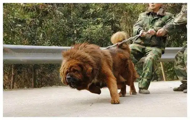 藏獒吃主人(藏獒吃主人图片)