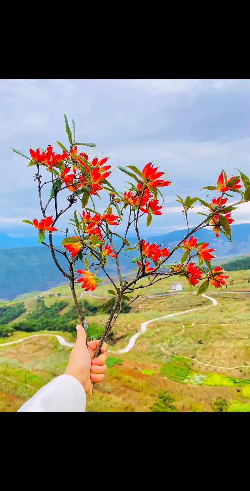 每次去山上耍,他都会为你摘一束野花.摘各种各样的野花送给你