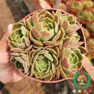 棕玫瑰多头老桩稀有品种布朗玫瑰超萌养眼多肉电脑桌面 5星摆件