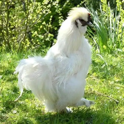 【脱温白乌鸡便宜出售 养殖竹丝鸡致富 提供养殖技术