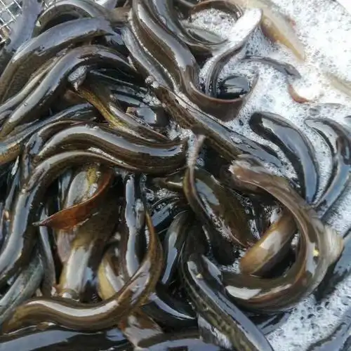 泥鳅 鲜活泥鳅鱼食用泥鳅青鳅营养现杀现发青封铭 活体发货 (大号每斤