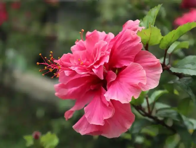 夏花炫灿,朱槿花开.