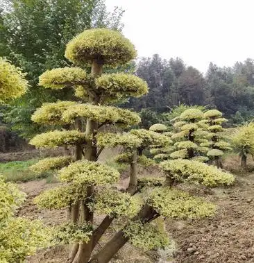 [女贞批发]造型金姬女贞价格2400.00元/棵 - 一亩田