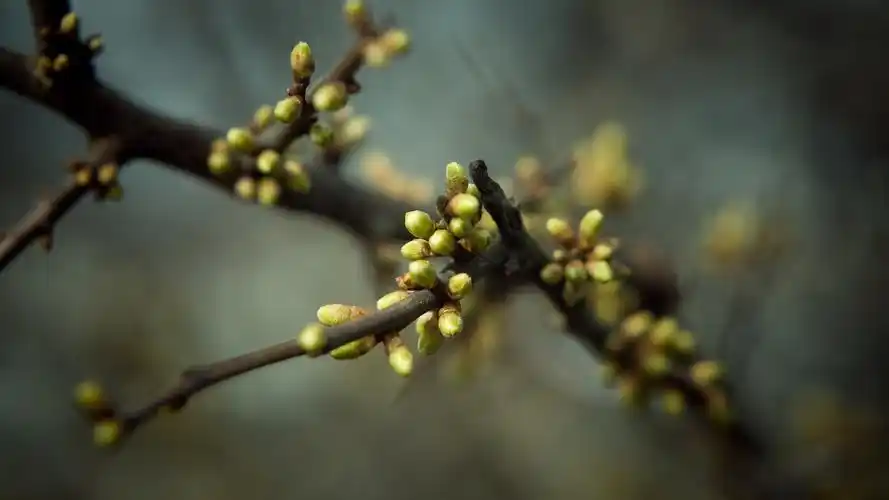 春天里树梢上的嫩芽