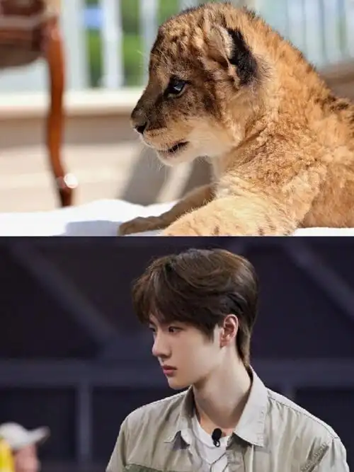 王一博和豹子的适配度奶拽奶拽的王一豹明天又能看到王一豹队长跳舞了