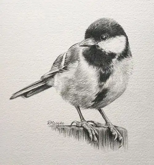 活灵活现的各种鸟类素描,果断收藏!