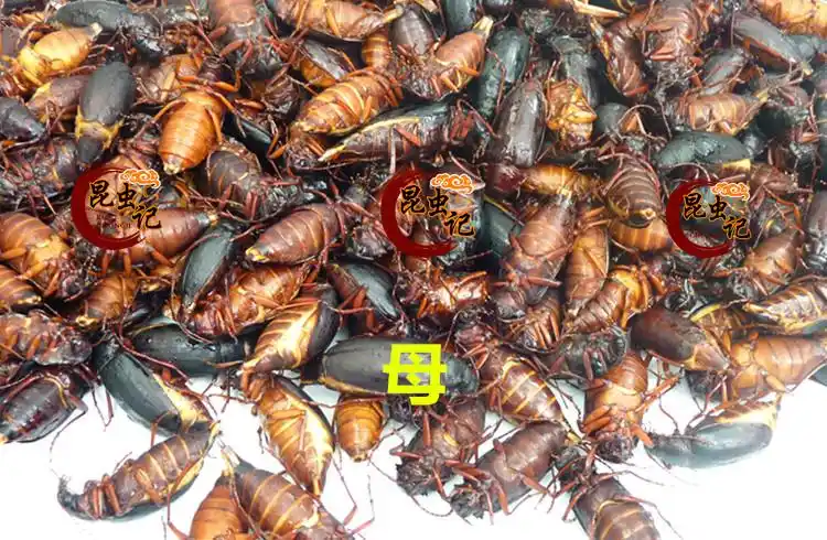 山水牛食用美味食用昆虫山虫牛山山牛水牛子公母新鲜 半斤母山山牛