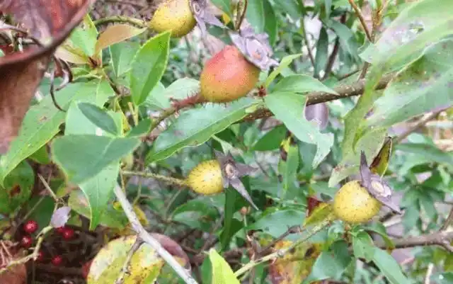 农村这种浑身长刺的野果,小孩把它当零食吃,泡酒喝是男人的福音