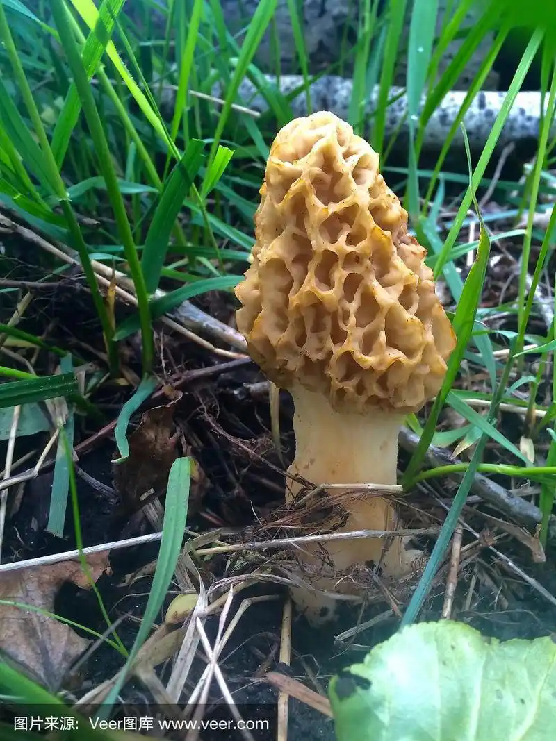 生长在草地上的羊肚菌