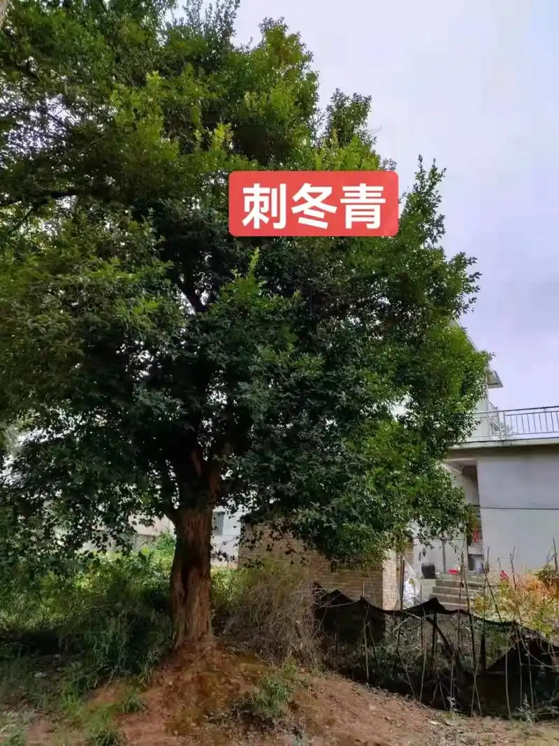 收购:刺冬青,米径55公分以上,要单杆,分枝点1.8一3米之 - 抖音