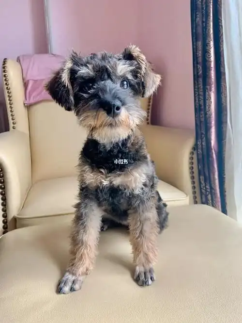 一直泰迪雪纳瑞混血儿的成长过程