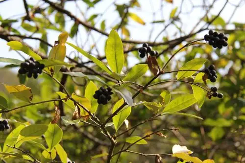 庆元植物1199-木犀科-女贞属-蜡子树_柔毛