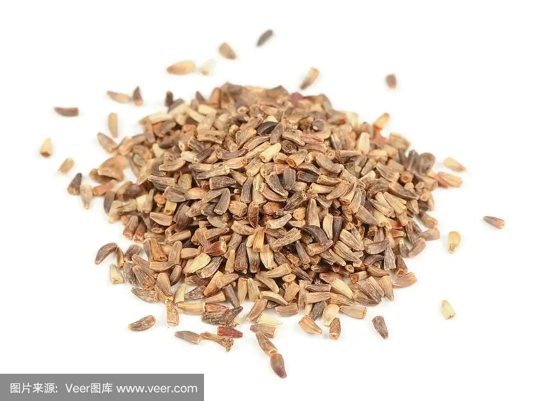 在白色背景上分离的菊苣种子