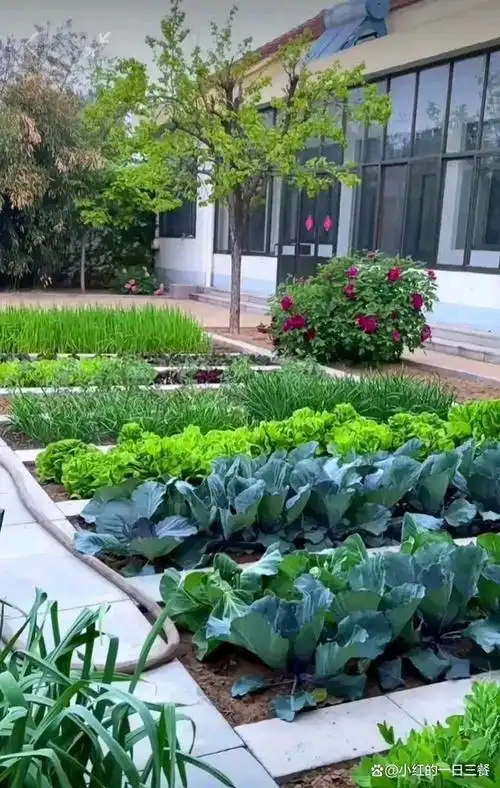 算卖掉城里的房子,回农村老家也搞一个这样的院子,院子里只种菜不养花