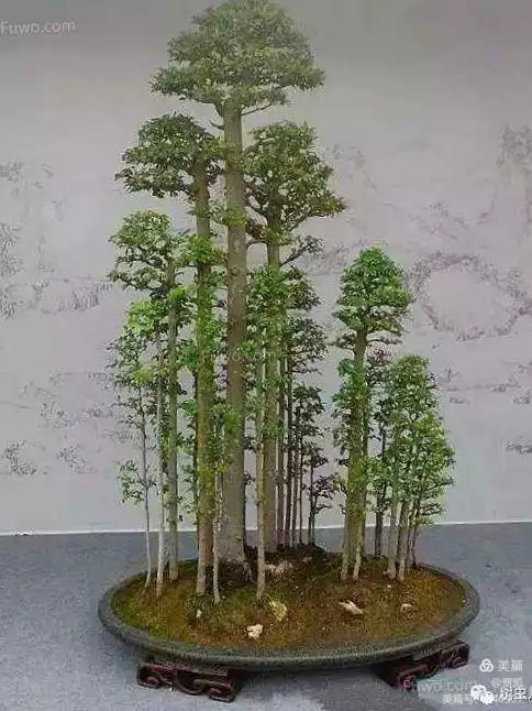 丛林式盆景欣赏