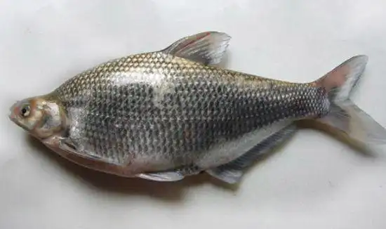 鳊花鱼,泥鳅都被检出兽药问题,爱吃的朋友去这两家