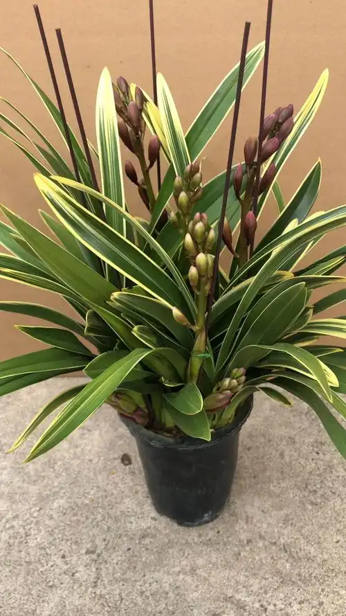 兰花大花惠兰中国龙 金边多花剑-度小视