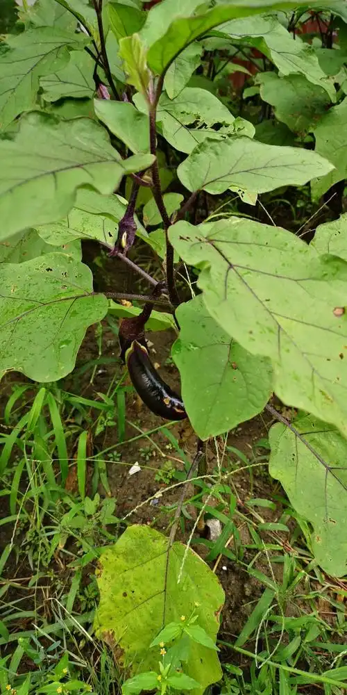 日月峡中草药(978)--茄5