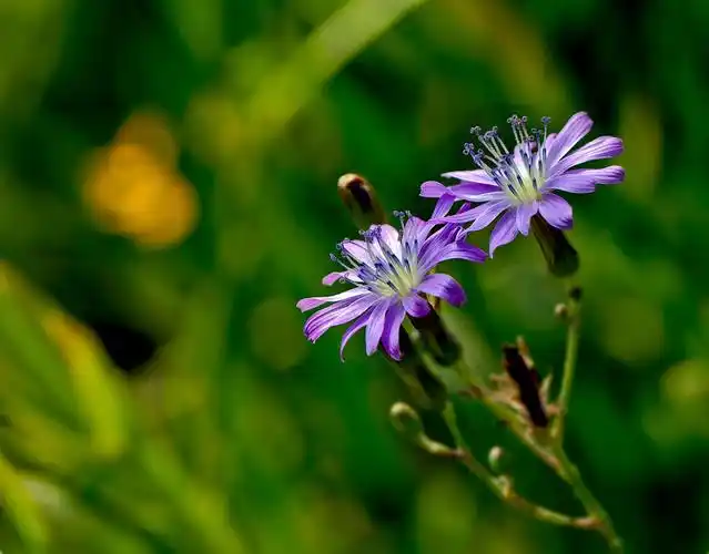 野花也妖艳苦菜花