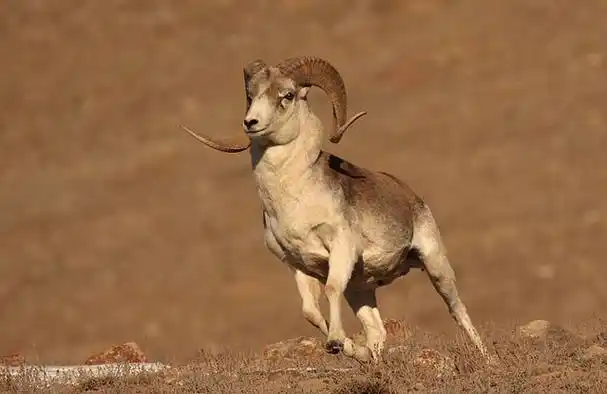 领头羊是如何炼成的