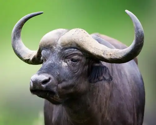 水牛 水牛奶和纯牛奶有什么区别_中蜂网