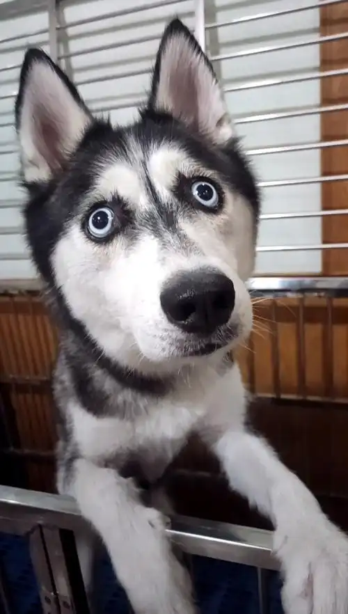 哈士奇#在家真的无聊,买了一只二哈,感觉好傻啊!