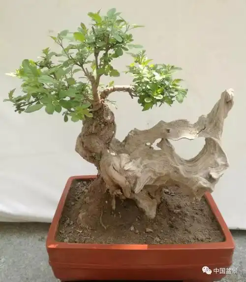 黄荆树桩盆景欣赏与养护管理