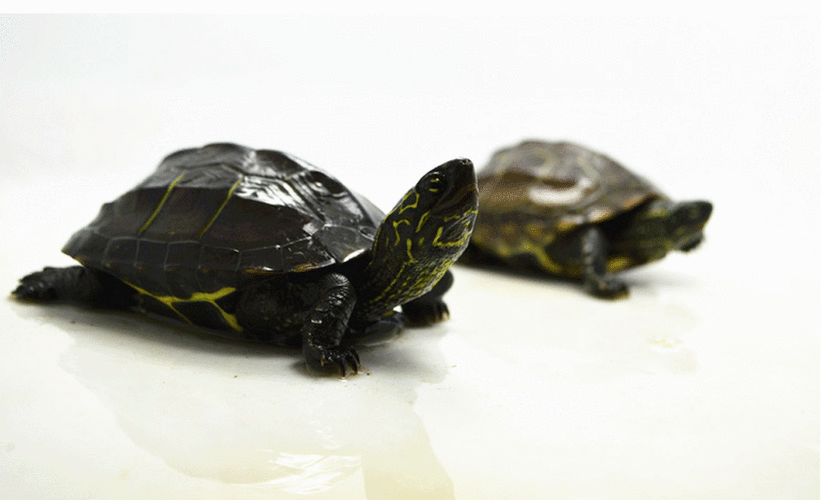 易萌中华草龟小乌龟活体外塘草龟长寿龟宠物水龟金线龟